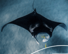 Animal Spotlight Manta Rays At Singapore Oceanarium September 2025