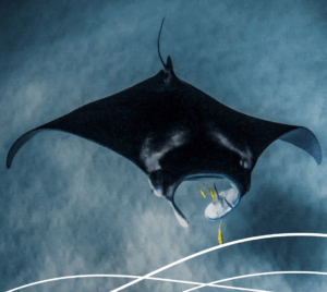 Animal Spotlight Manta Rays At Singapore Oceanarium September 2025