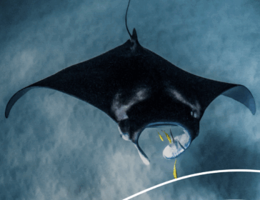 Animal Spotlight Manta Rays At Singapore Oceanarium September 2025