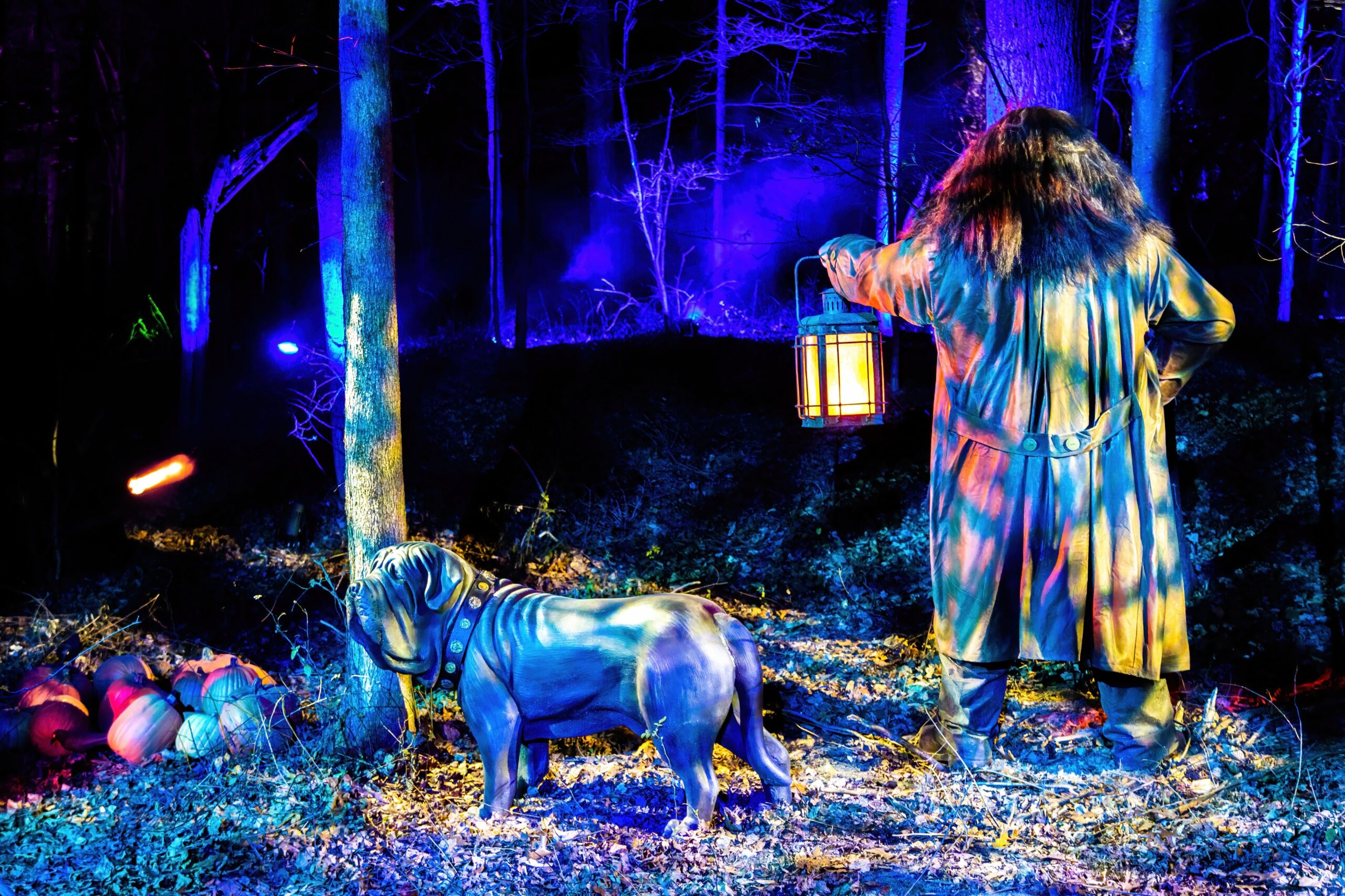 Harry Potter: A Forbidden Forest Experience