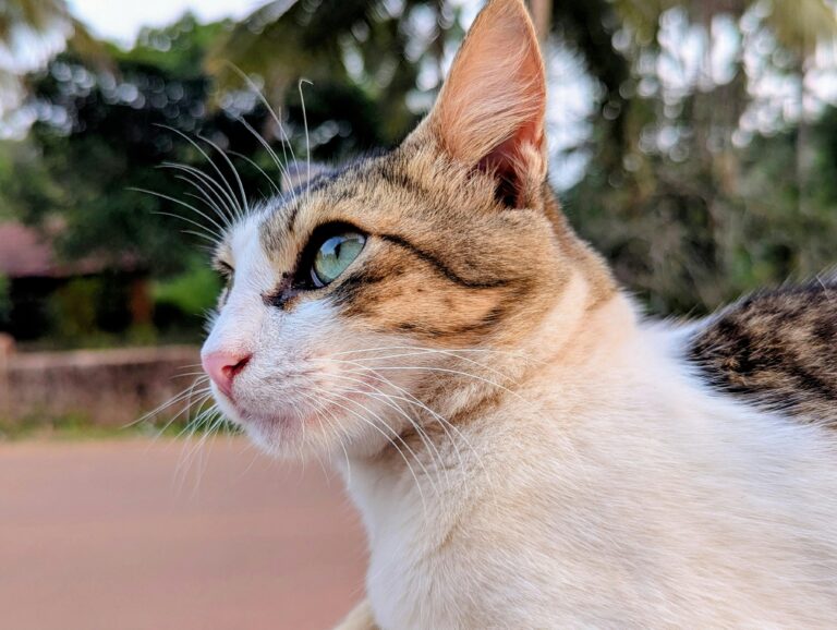 Pet Relocation Relocation Companies & Movers Guide In Thailand Little Steps Asia