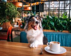 Pet Dogs To Be Allowed Inside Licensed Restaurants In Hong Kong