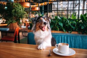 Pet Dogs To Be Allowed Inside Licensed Restaurants In Hong Kong