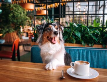 Pet Dogs To Be Allowed Inside Licensed Restaurants In Hong Kong
