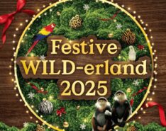 Festive Wild-erland At Mandai Wildlife Reserve Singapore