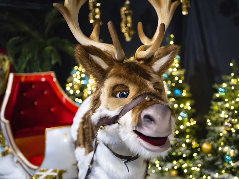 Woodland Reindeer Solo - Artist Impression
