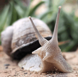Image of WholeSnail - Singapore's First Snail Farm