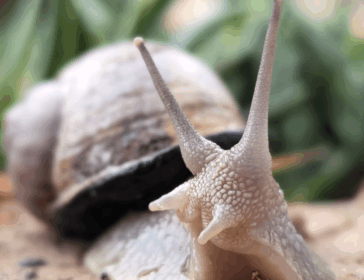 Image of WholeSnail - Singapore's First Snail Farm