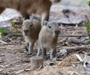 Mandai Wildlife Reserve Jan 2026 Baby Capybaras Singapore