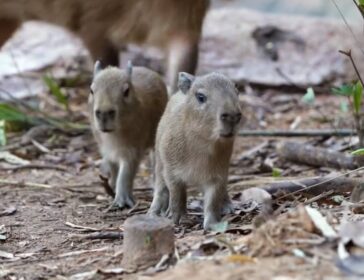 Mandai Wildlife Reserve Jan 2026 Baby Capybaras Singapore