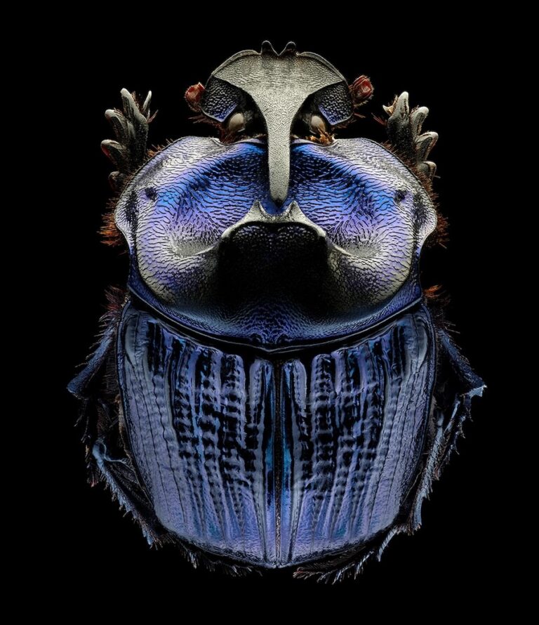 Insects: Microsculptures Magnified At ArtScience Museum Singapore