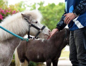Meet Real Shetland Ponies In Central At Tai Kwun’s Ponies On Parade!