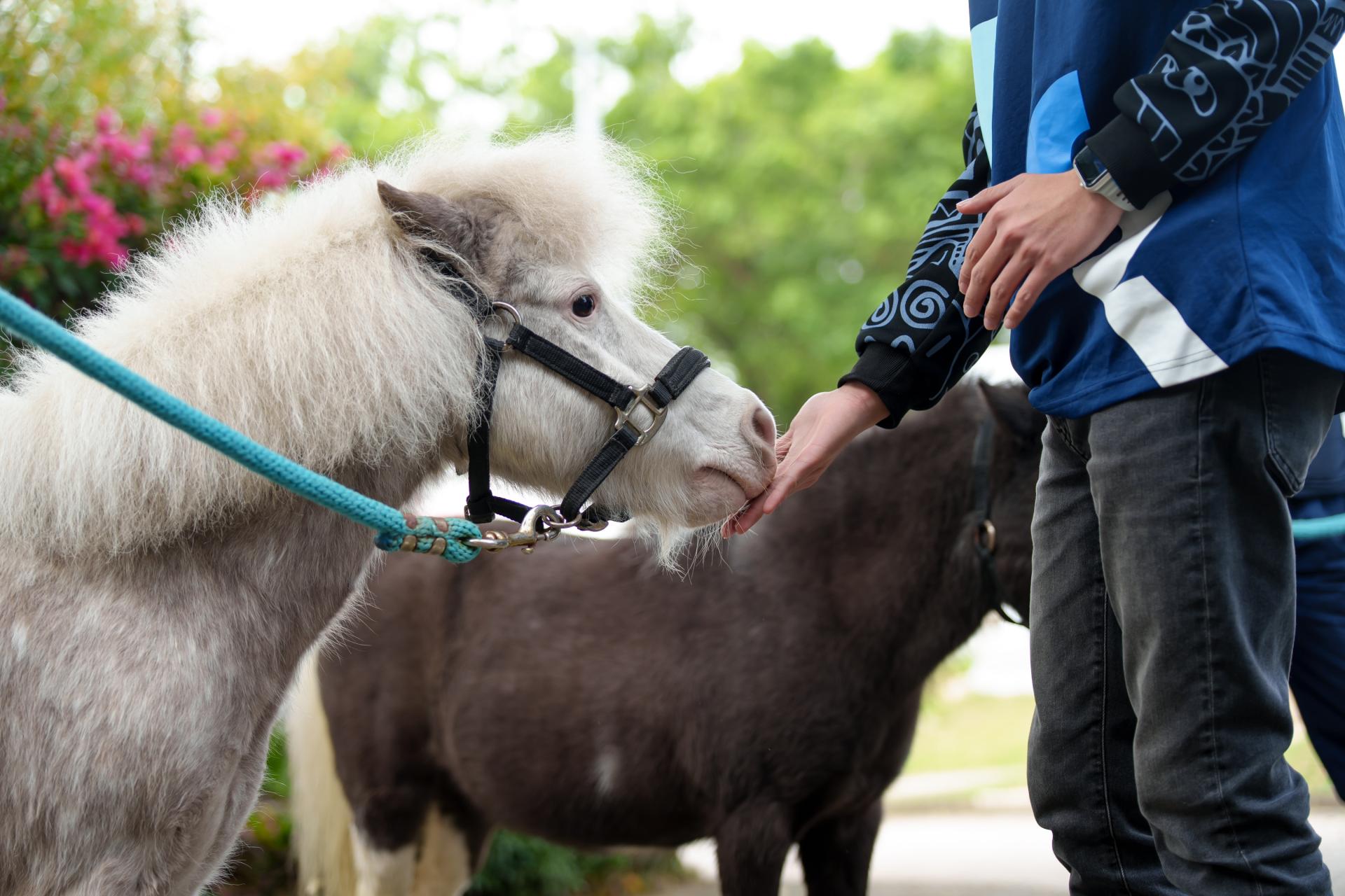 Meet Real Shetland Ponies In Central At Tai Kwun’s Ponies On Parade!