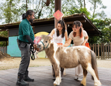 Singapore Zoo Hello From The Wild: Horse 2026