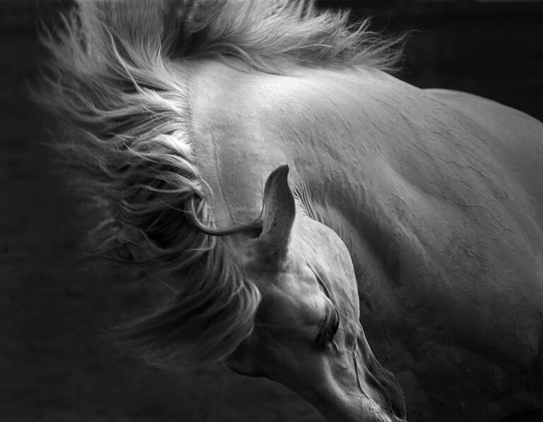 Key Takeaways Top Family-Friendly Horse Riding Destinations And Resorts In Asia