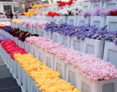 Henderson Land x CJ Hendry Flower Market Blooms in Hong Kong