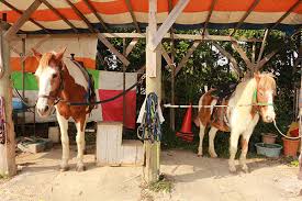 Tamaki Horseback Riding Farm The Complete Guide To Horse Riding On Okinawa Little Steps Asia