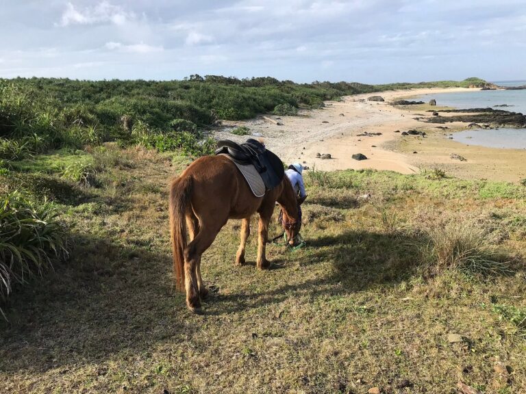 Ishigakijima Uma Hiroba The Complete Guide To Horse Riding On Okinawa Little Steps Asia