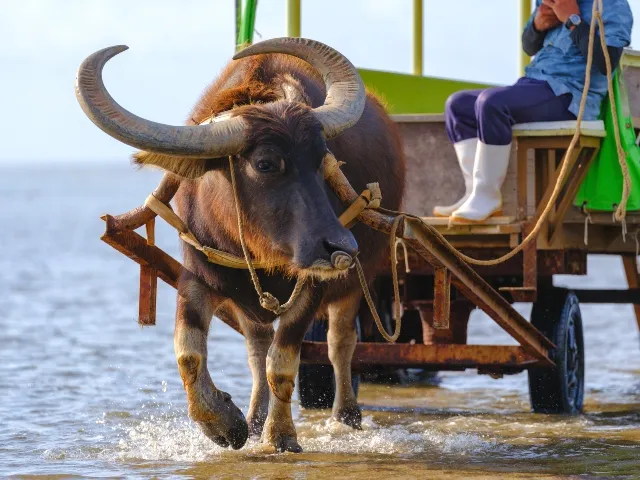 Other Family Activities In OkinawaThe Complete Guide To Horse Riding On Okinawa Little Steps Asia