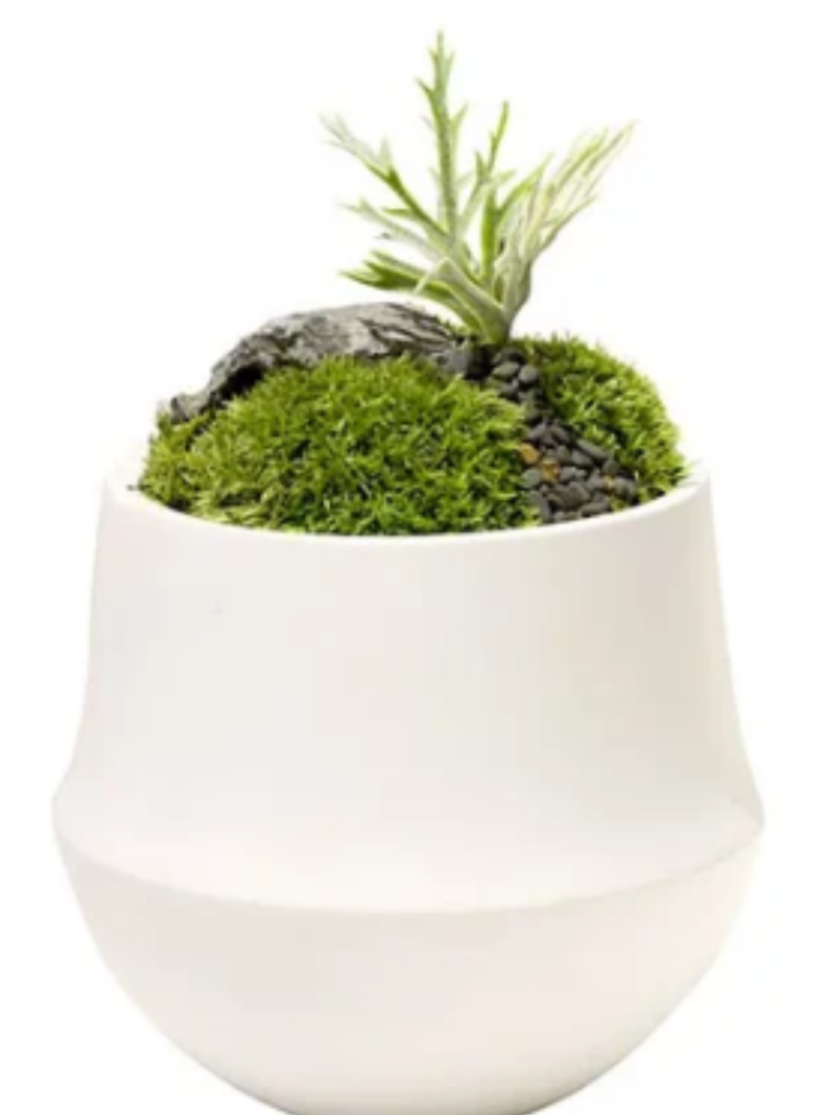 OVO Garden Plants HK