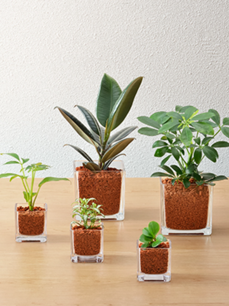 Muji Plants HK