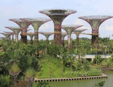 Image of Supertrees at Gardens by the Bay Singapore