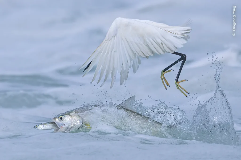 Wildlife Photographer Of The Year: London’s Iconic Exhibition In Hong Kong