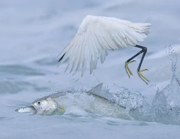 Wildlife Photographer Of The Year: London’s Iconic Exhibition In Hong Kong