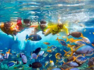 Image of snorkeling at Adventure Cove Waterpark