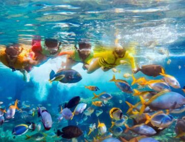 Image of snorkeling at Adventure Cove Waterpark