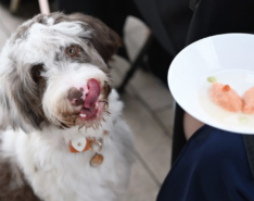 Start Your Day with a Dog-Friendly Breakfast Buffet Cruise in Singapore