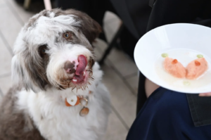 Start Your Day with a Dog-Friendly Breakfast Buffet Cruise in Singapore