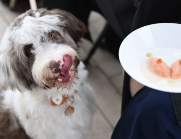 Start Your Day with a Dog-Friendly Breakfast Buffet Cruise in Singapore