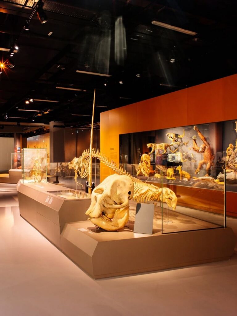 Image of dinosaur fossil - Lee Kong Chian Natural History Museum - kid-friendly museum singapore