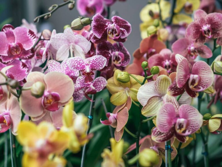 orchid display