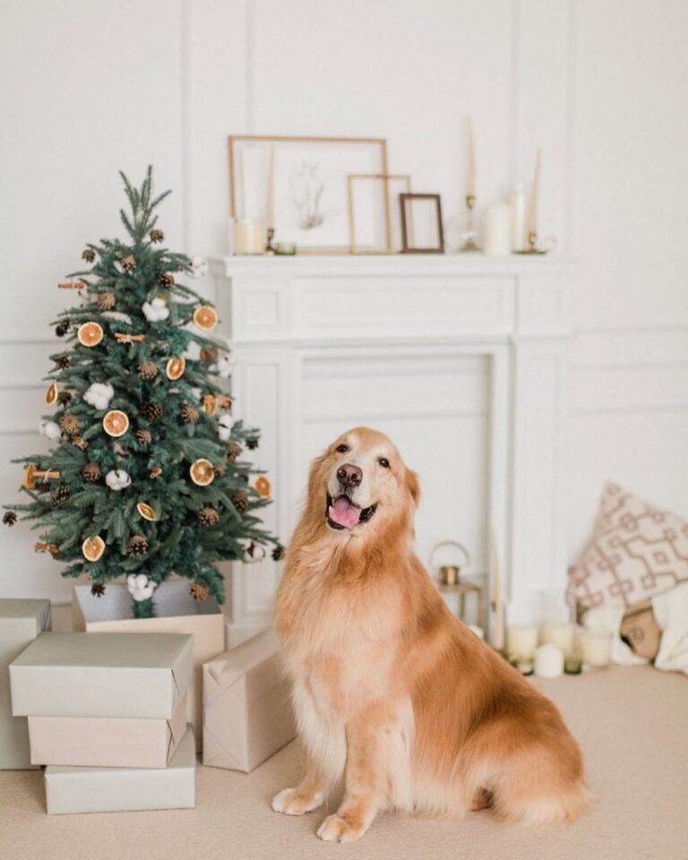 Best Hong Kong Photographers For The Perfect Christmas Cards!
