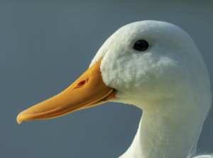 Image of duck cafe in JB