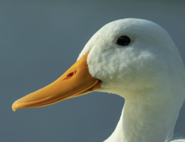 Image of duck cafe in JB