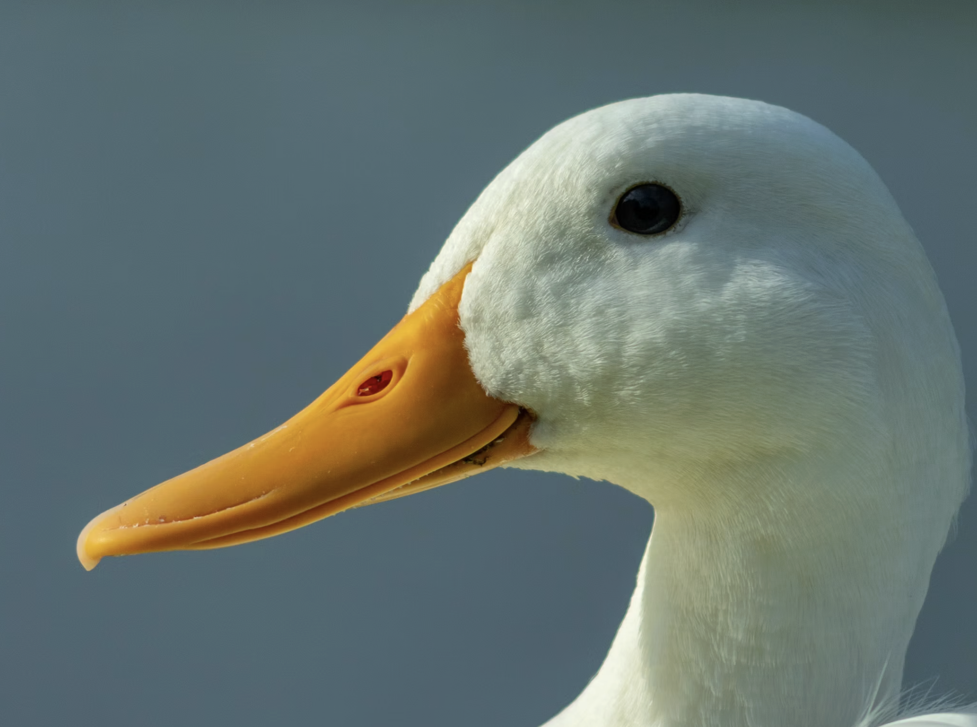Image of duck cafe in JB