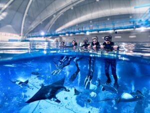Image of scuba divers - PADI Scuba Diving Programme at Singapore Oceanarium