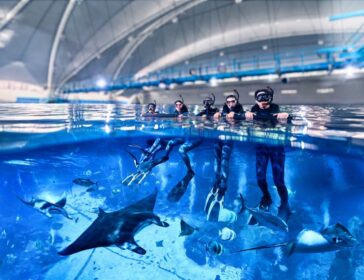 Image of scuba divers - PADI Scuba Diving Programme at Singapore Oceanarium