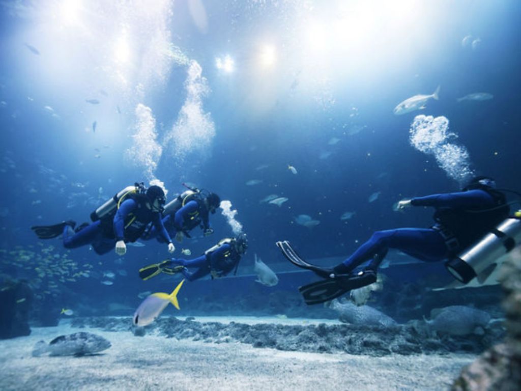 Image of deep ocean dive - PADI Scuba Diving Programme at Singapore Oceanarium